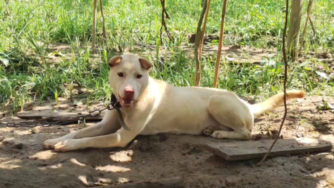 日常|广西土狗的快乐夏天