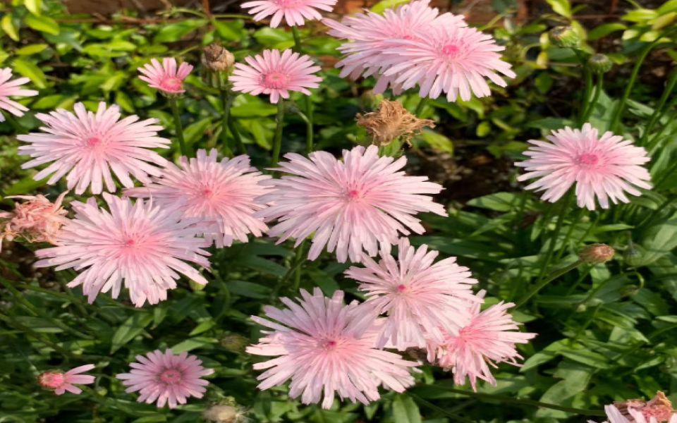 2020秋播网红兔尾草尝鲜千本蒲公英