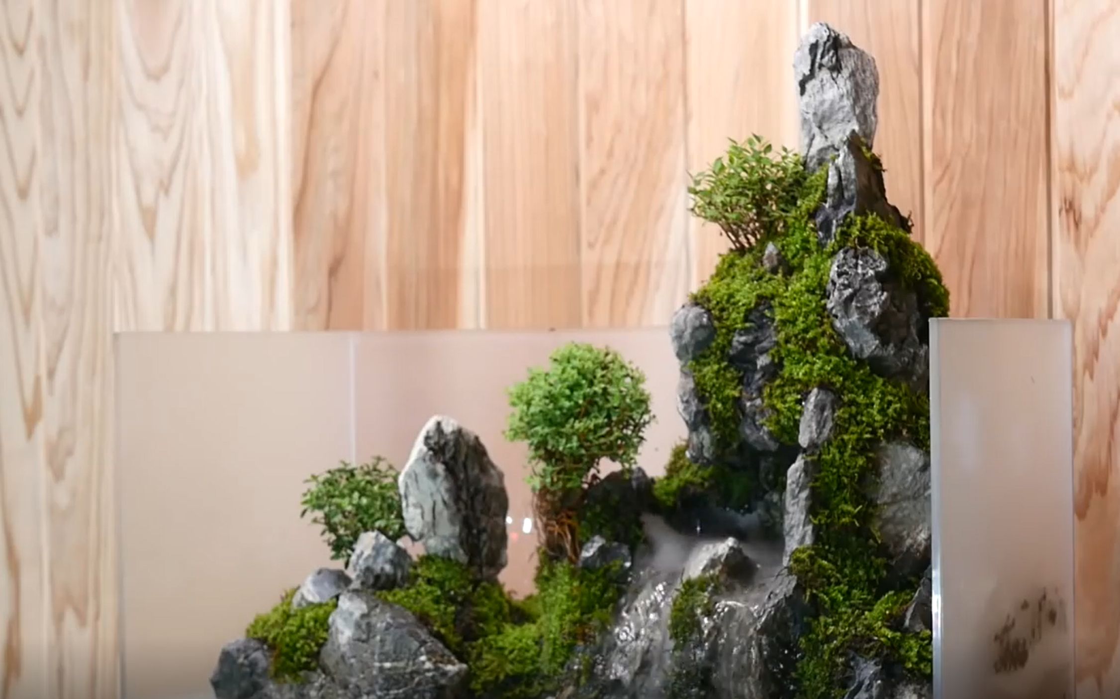 水陆缸,单峰瀑布【植物男子】