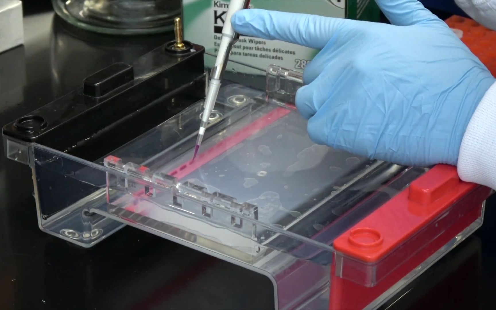 【youtube】agarose gel electrophoresis 琼脂糖凝胶电泳