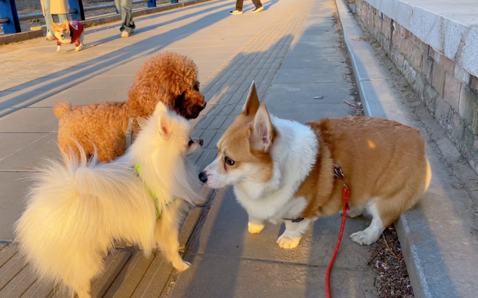 我,一只彭布罗克威尔士柯基犬的打猎日记哔哩哔哩bilibili