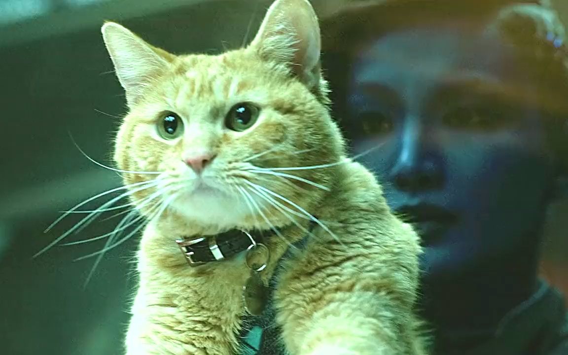 漫威之我的橘猫是噬元兽,撸猫吗?