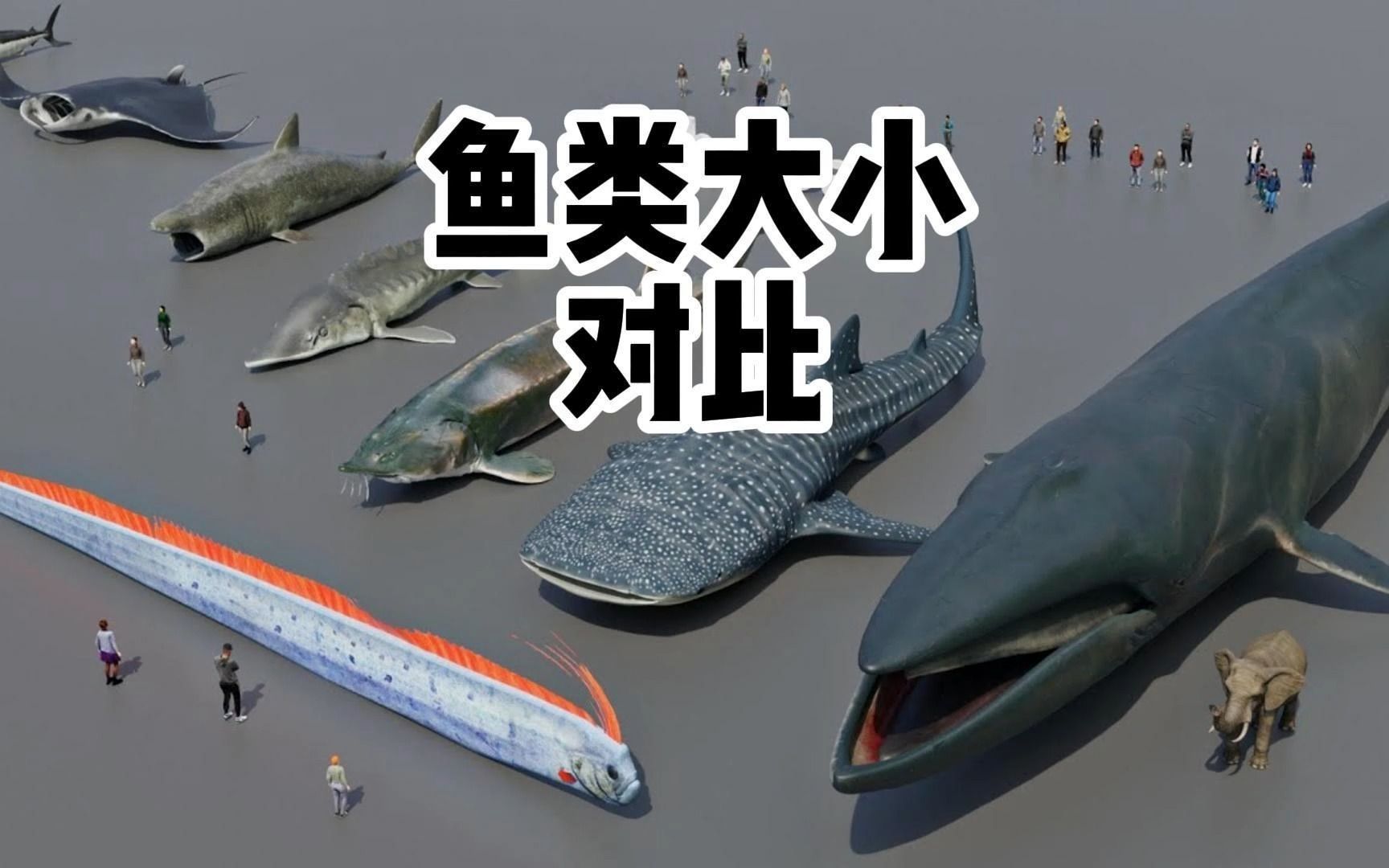 来看看鱼类大小对比,最大的鱼类是什么鱼?