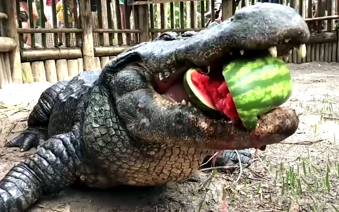 饲养员给鳄鱼喂西瓜,鳄鱼一口就咬得稀碎,看得太解压了