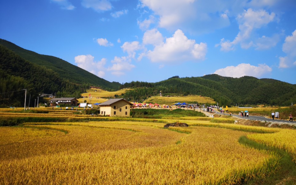 赣南崇义上堡梯田一次难忘的旅行蓝的天金的稻层层叠叠涌入天际