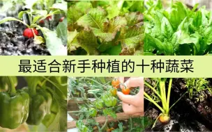 Скачать видео: 新手种菜：适合新手种植的十种蔬菜，生长快，易管理，病虫害少！