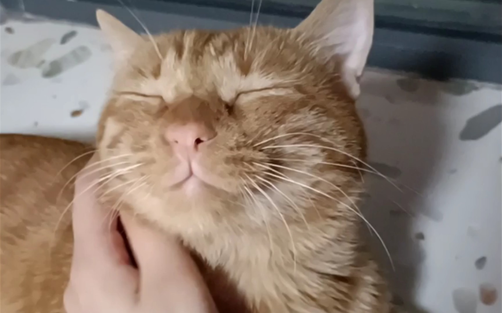搓面团儿式rua猫(x