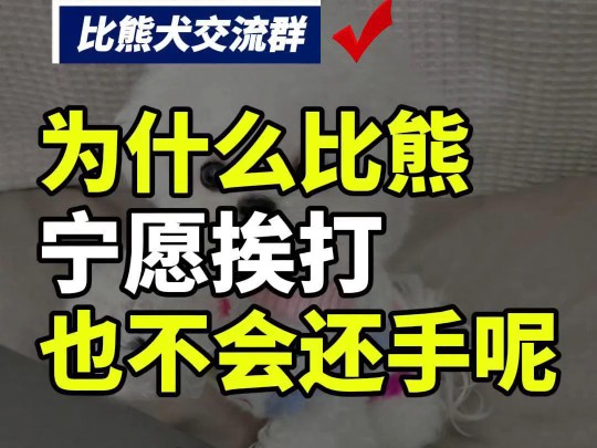 为什么比熊宁愿挨打也不会还手?#比熊 #比熊交流群 #全国比熊交流群 #萌宠联盟哔哩哔哩bilibili