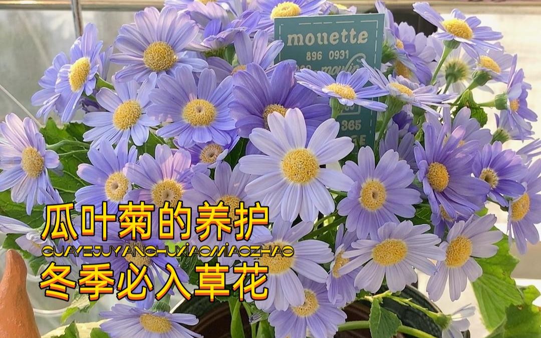 瓜叶菊养护及花后修剪,冬季必入草花,花期超长哔哩哔哩bilibili