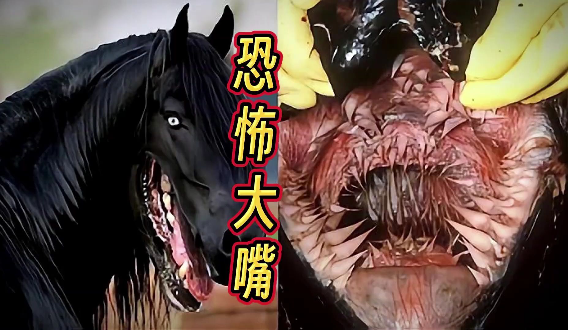 15大拥有恐怖大嘴的动物,第一名毫无争议