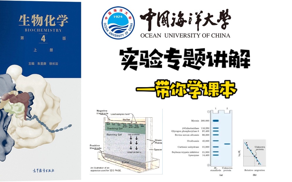 生物化学第四版实验专题讲解【中国海洋大学考研】哔哩哔哩bilibili