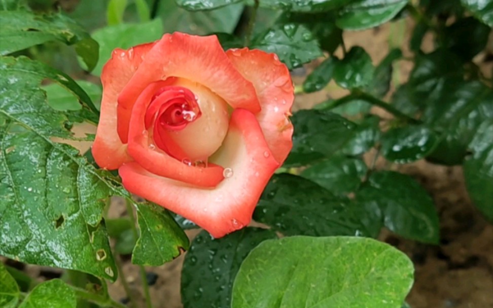 切花胭脂扣月季_哔哩哔哩_bilibili