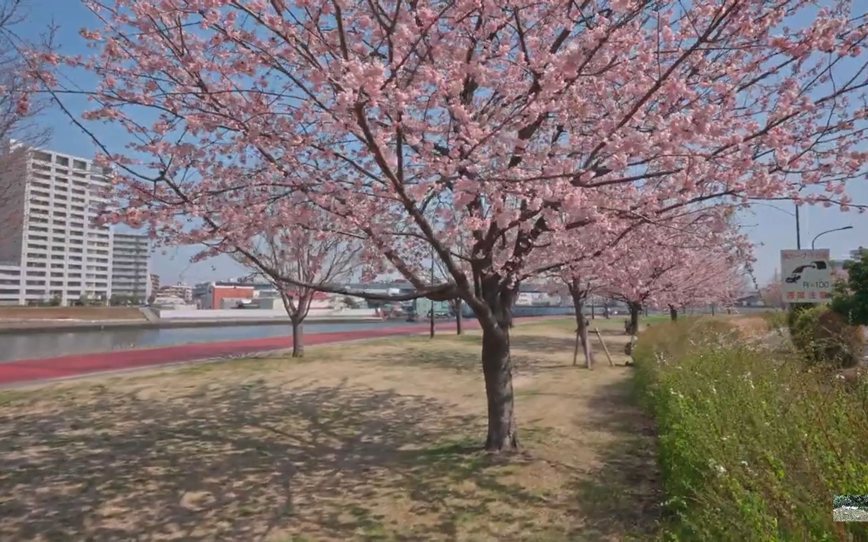 Tokyo Cherry Blossoms 日本东京樱花哔哩哔哩bilibili