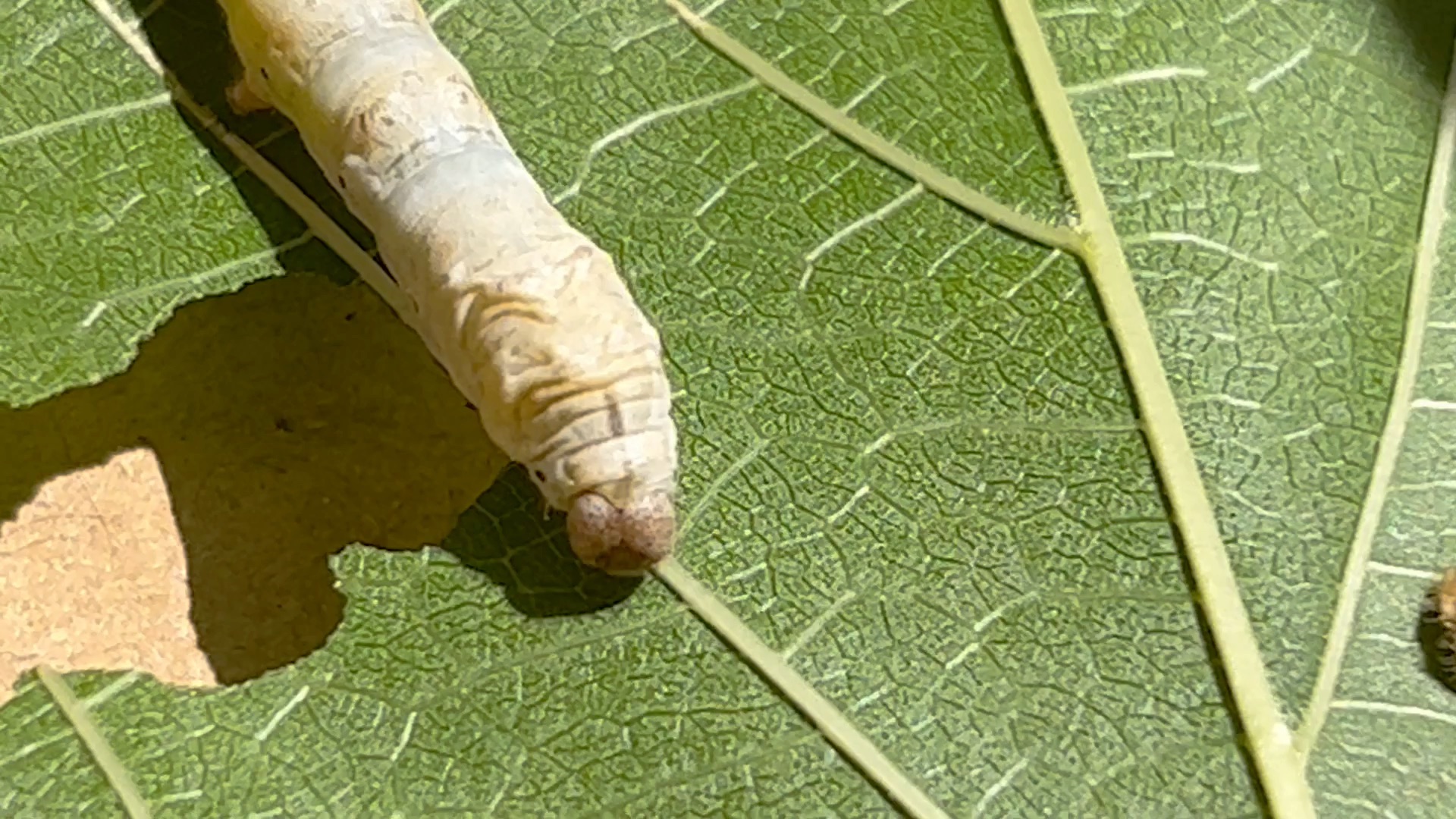 刚出生的蚕宝宝真的是又小又黑
