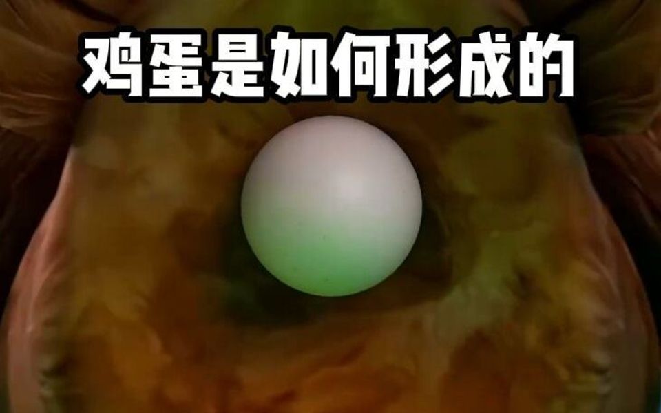 鸡蛋是如何形成的?哔哩哔哩bilibili