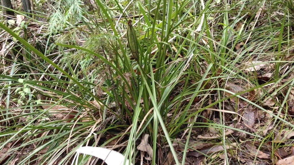 捡蘑菇遇大片牢底坐穿草野生兰花,保护珍稀野生植物人人有责