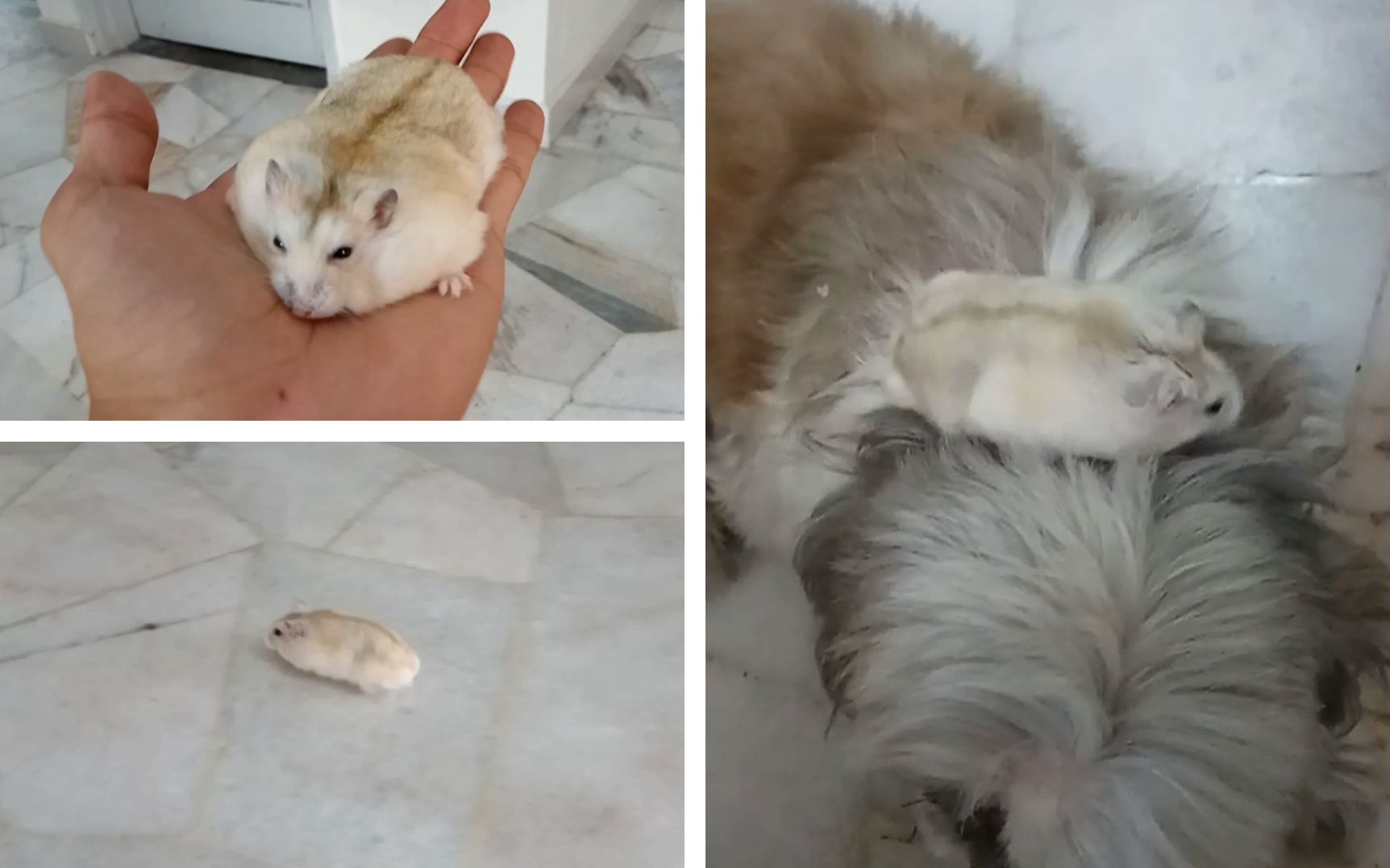 日常三线布丁仓鼠放风编