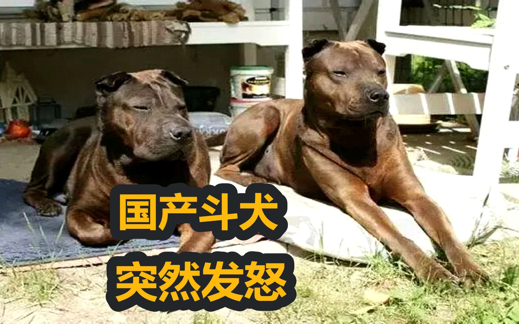 国产斗犬中的狠角色骨嘴沙皮犬,斗犬之王比特都要让它三分哔哩哔哩bilibili