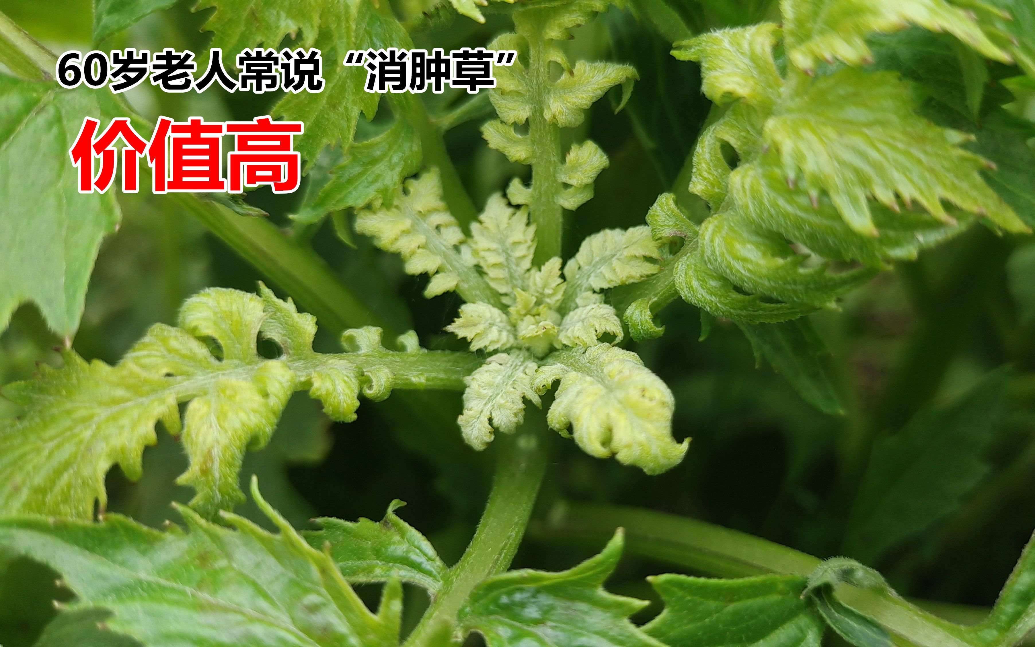 60岁老人常常寻找的"消肿草",也叫血当归,看有多少人认识的