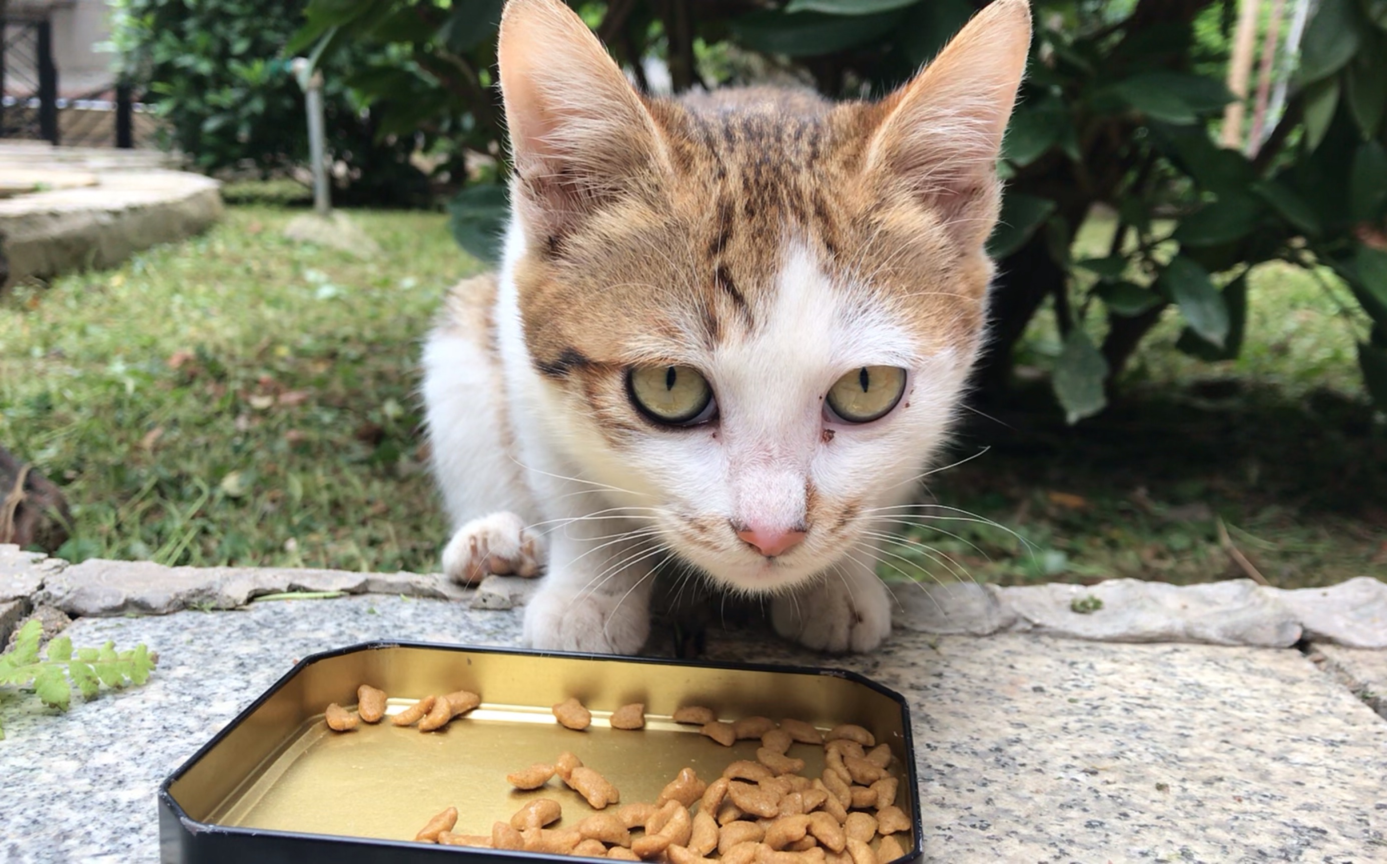 这么干净的流浪猫们见过吗_哔哩哔哩 (゜-゜)つロ 干杯~-bilibili