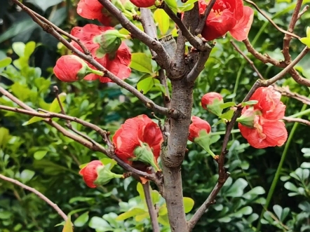 梦绘卷海棠.在春天开花,在夏天回味.(存货)