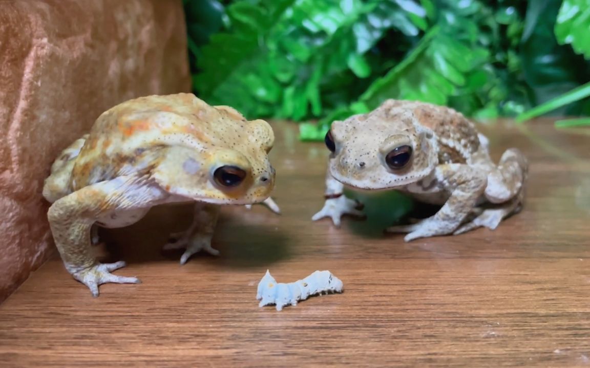 当两个没带"眼睛"的蟾蜍遇到蚕宝宝时