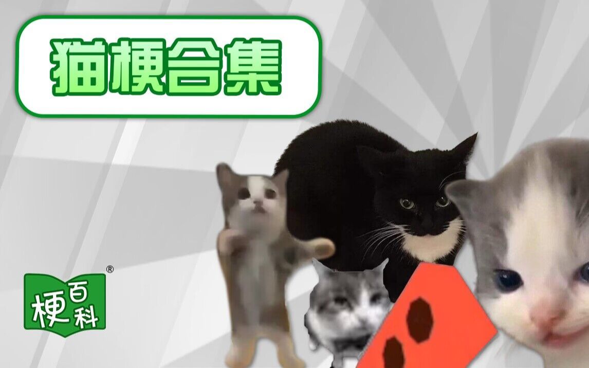 [图]【梗百科】happy猫？臭猫？近期热门猫梗一次看个够！