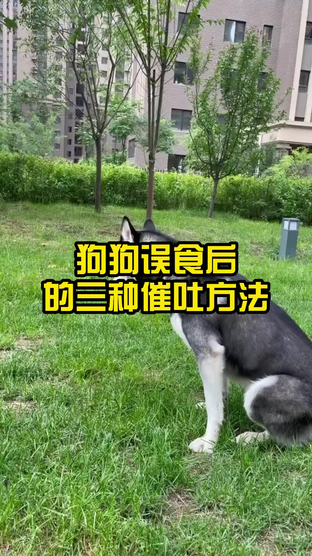 狗狗误食后的三种催吐方法.哔哩哔哩bilibili