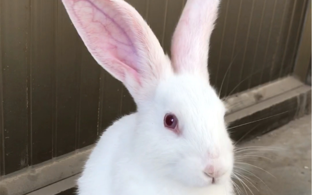 【兔子】长耳朵大耗子_哔哩哔哩 (゜-゜)つロ 干杯~-bilibili