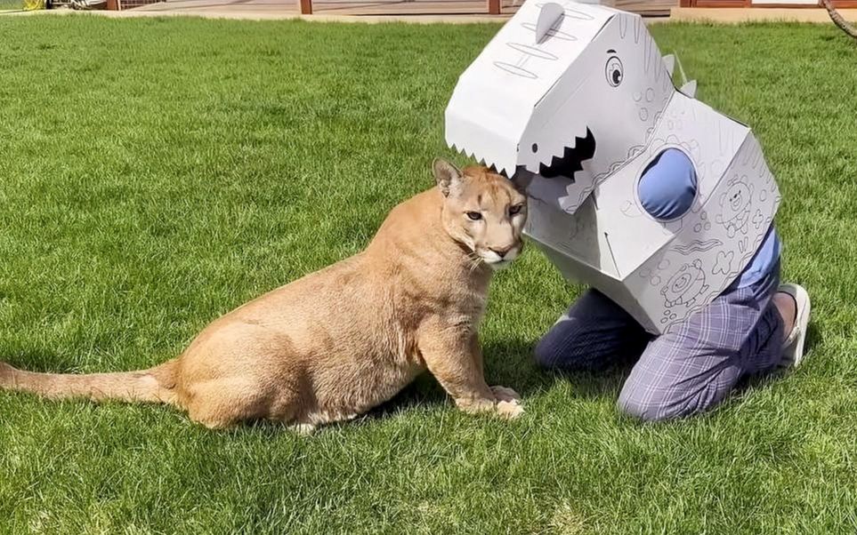 爸爸变身"怪兽",美洲狮梅西会如何反应