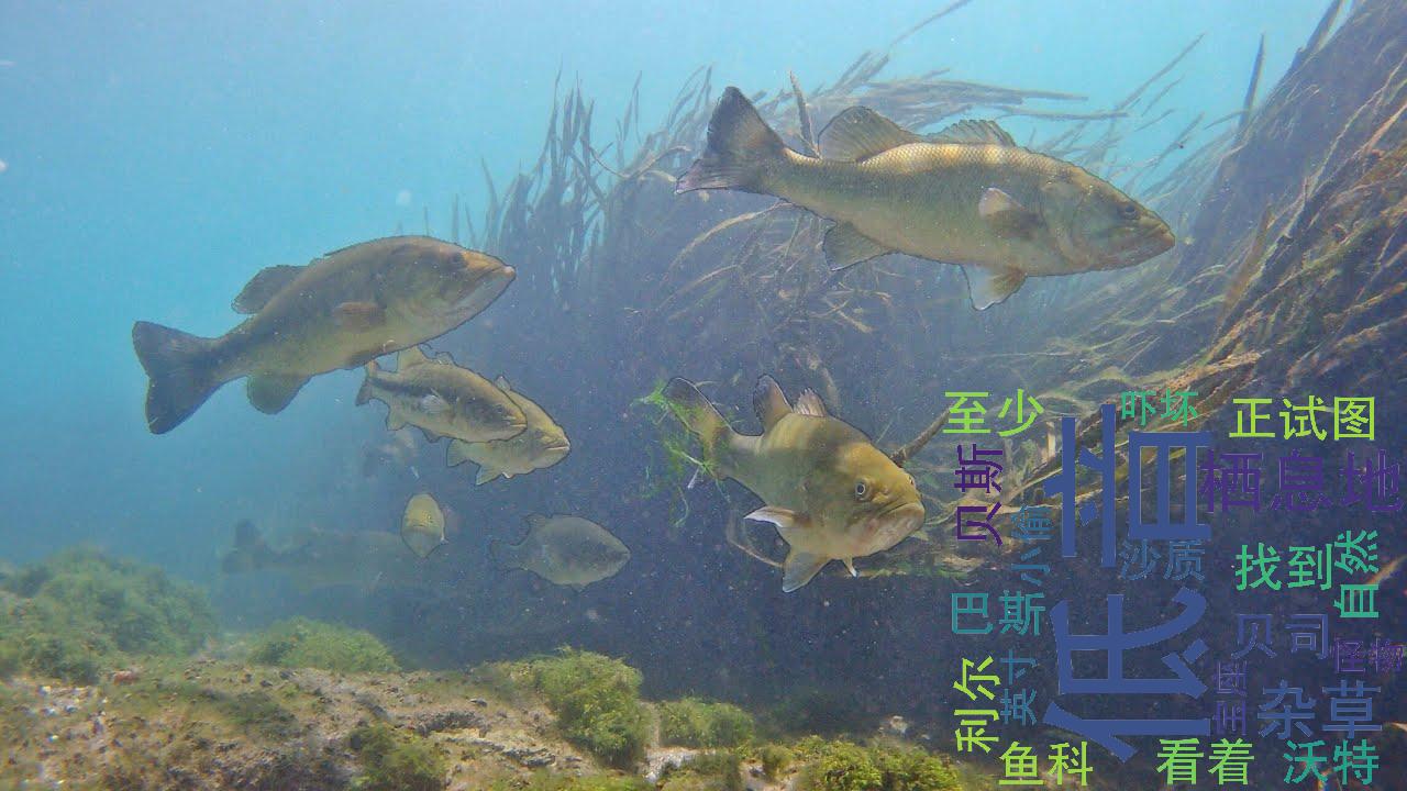 [图][搬] The Fish Whisperer 用水下无人机找鲈鱼