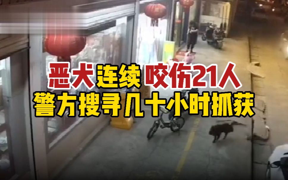 江苏一恶犬连续咬伤21人 伤者包括73岁老太和3岁男童哔哩哔哩bilibili