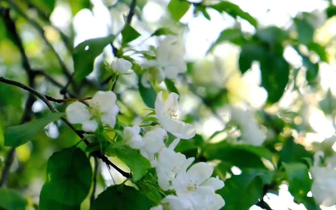 [图]【自然奇观】百花盛开，鸟语花香，高清自然百花风景素材