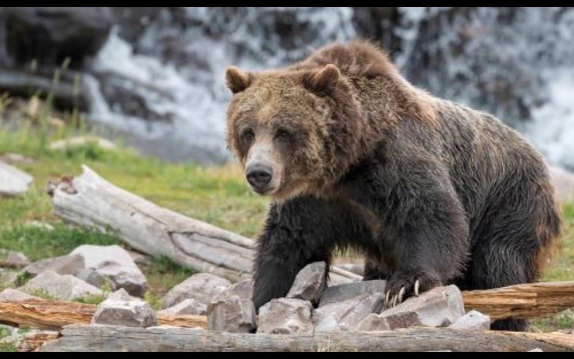 【熊】熊是否是大型犬类