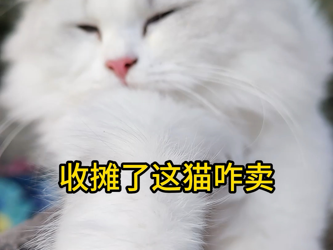 快来领取只小猫咪哔哩哔哩bilibili