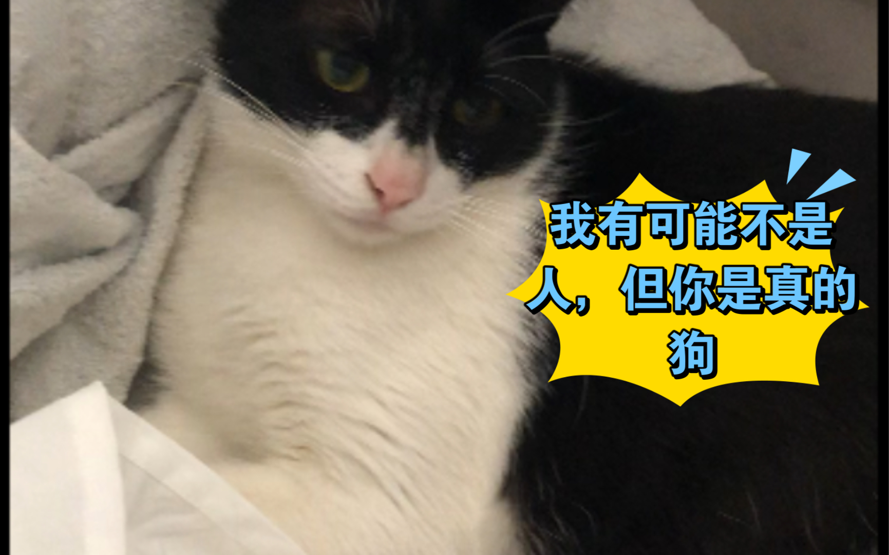 老黑我有可能不是人但你是真的狗