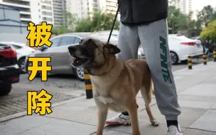 下载视频: 我怀疑我领养的退役搜救犬，是被开除的