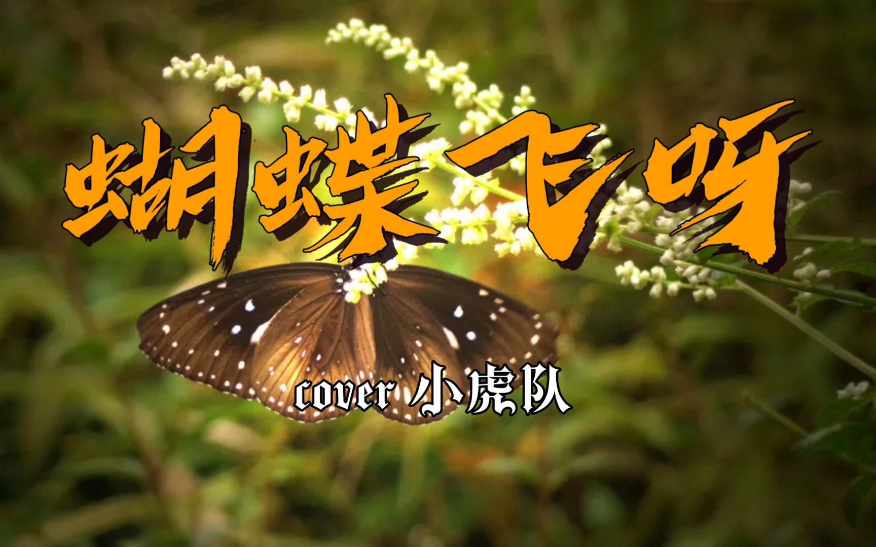 蝴蝶飞呀歌曲小虎队(蝴蝶飞呀歌曲小虎队在线试听)