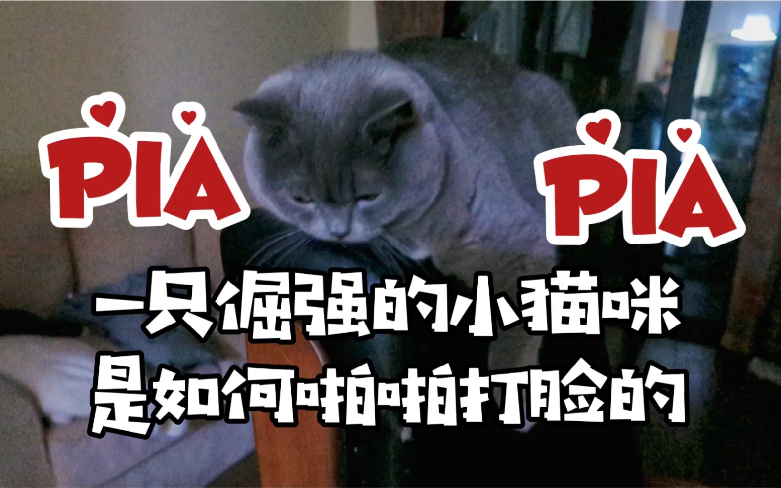一只倔强的小猫咪是如何piapia打脸的
