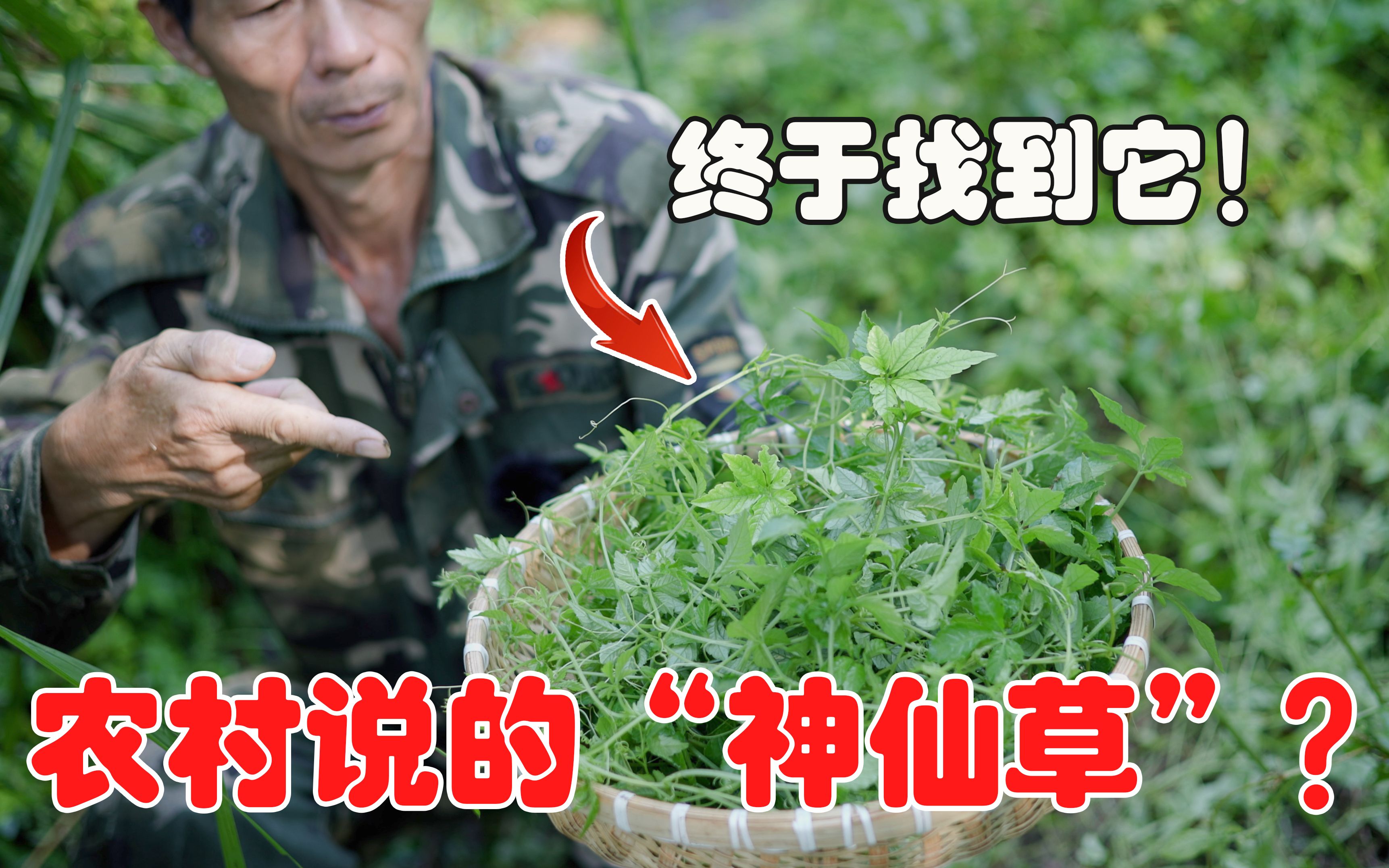 原来野外这种草作用这么大!农村有人叫它“神仙草”?碰到要注意哔哩哔哩bilibili