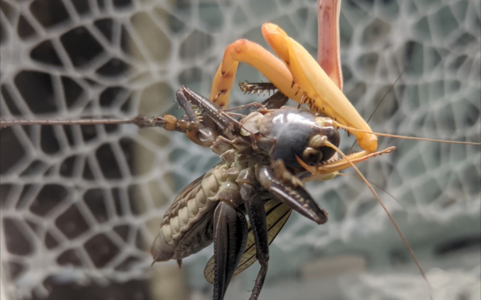 活动  金台斧倒挂捕食灰蝈蝈