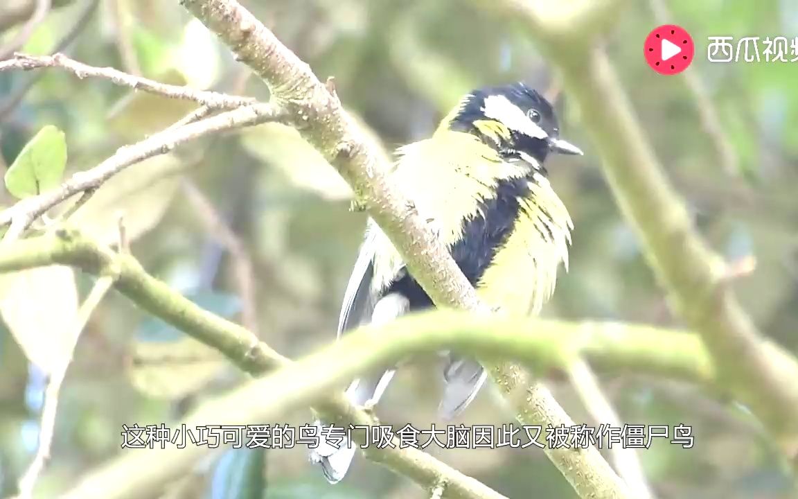 世界上最恐怖的僵尸鸟!专门吃大脑是恐龙后代,中国境内有分布!