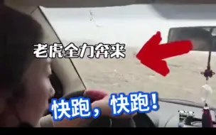 Download Video: 黑龙江一野生东北虎进村，工作人员遇袭被一掌拍碎车窗。民警大喇叭提醒村民：赶紧回家，关好门窗