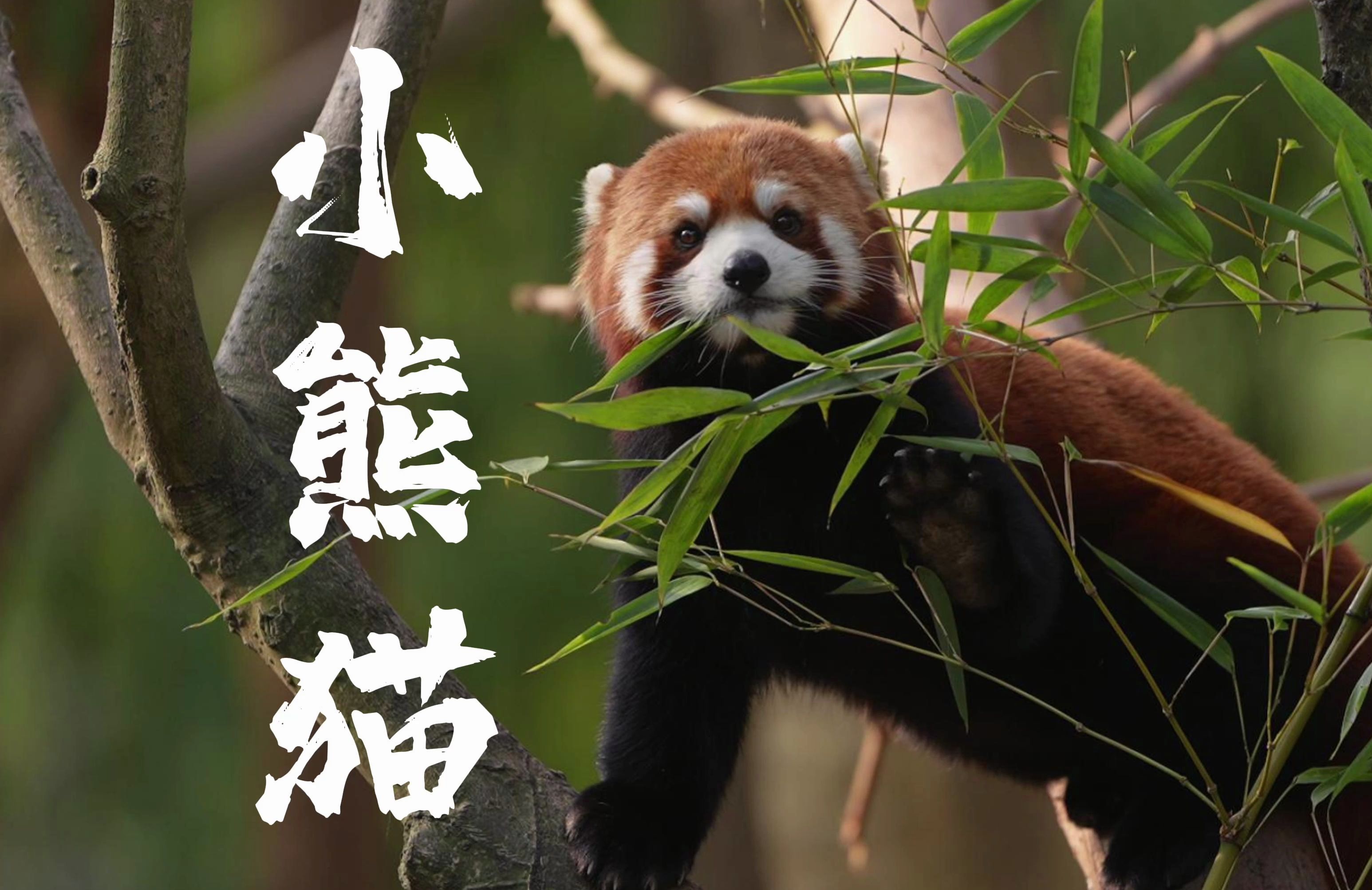 慢动作下的可爱小熊猫