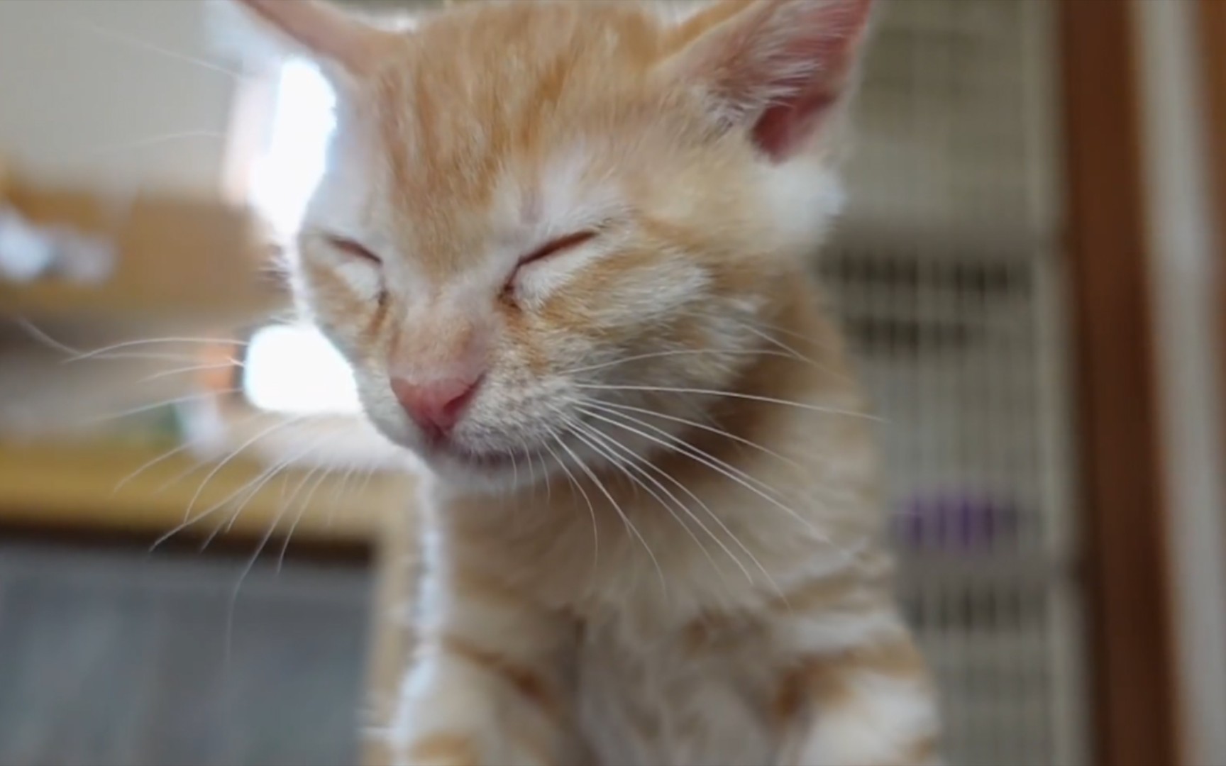 两只小橘猫,整天摇头晃脑的,一点也不用心干饭