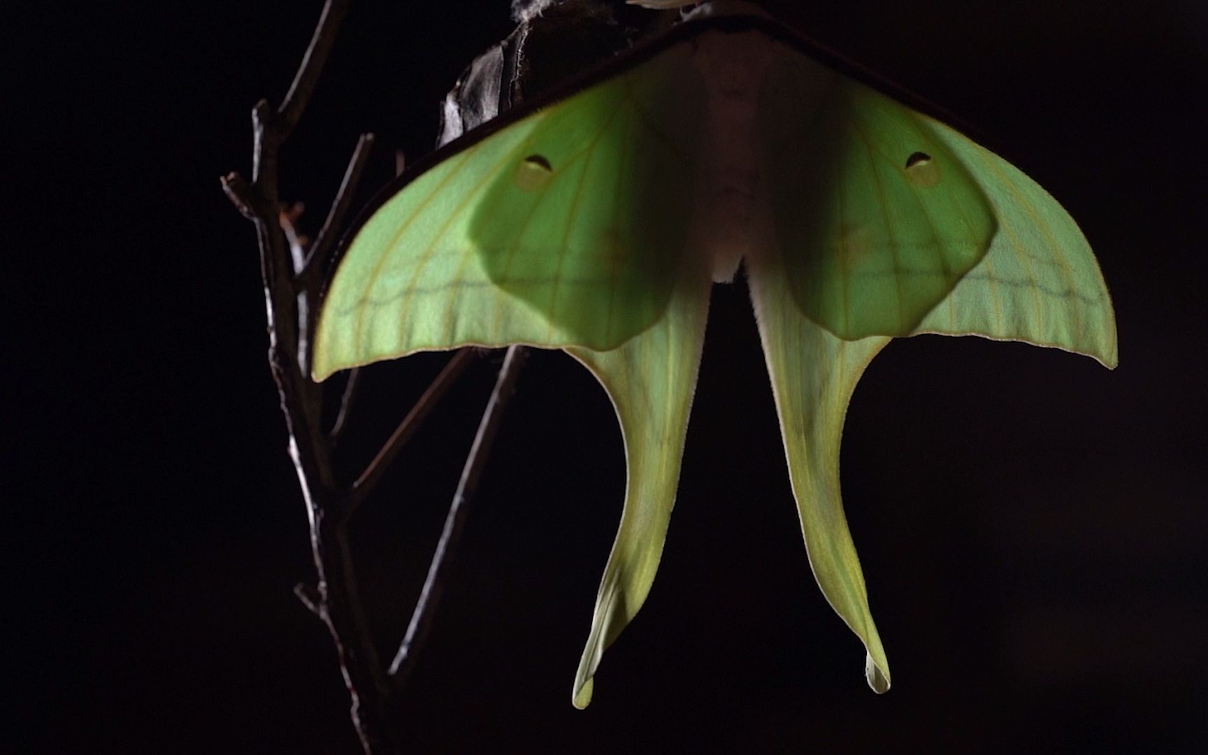 《绿尾大蚕蛾》破茧成蛾的羽化全过程(老蛙58和90双机位拍摄)