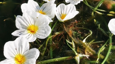 洱海.水性楊花