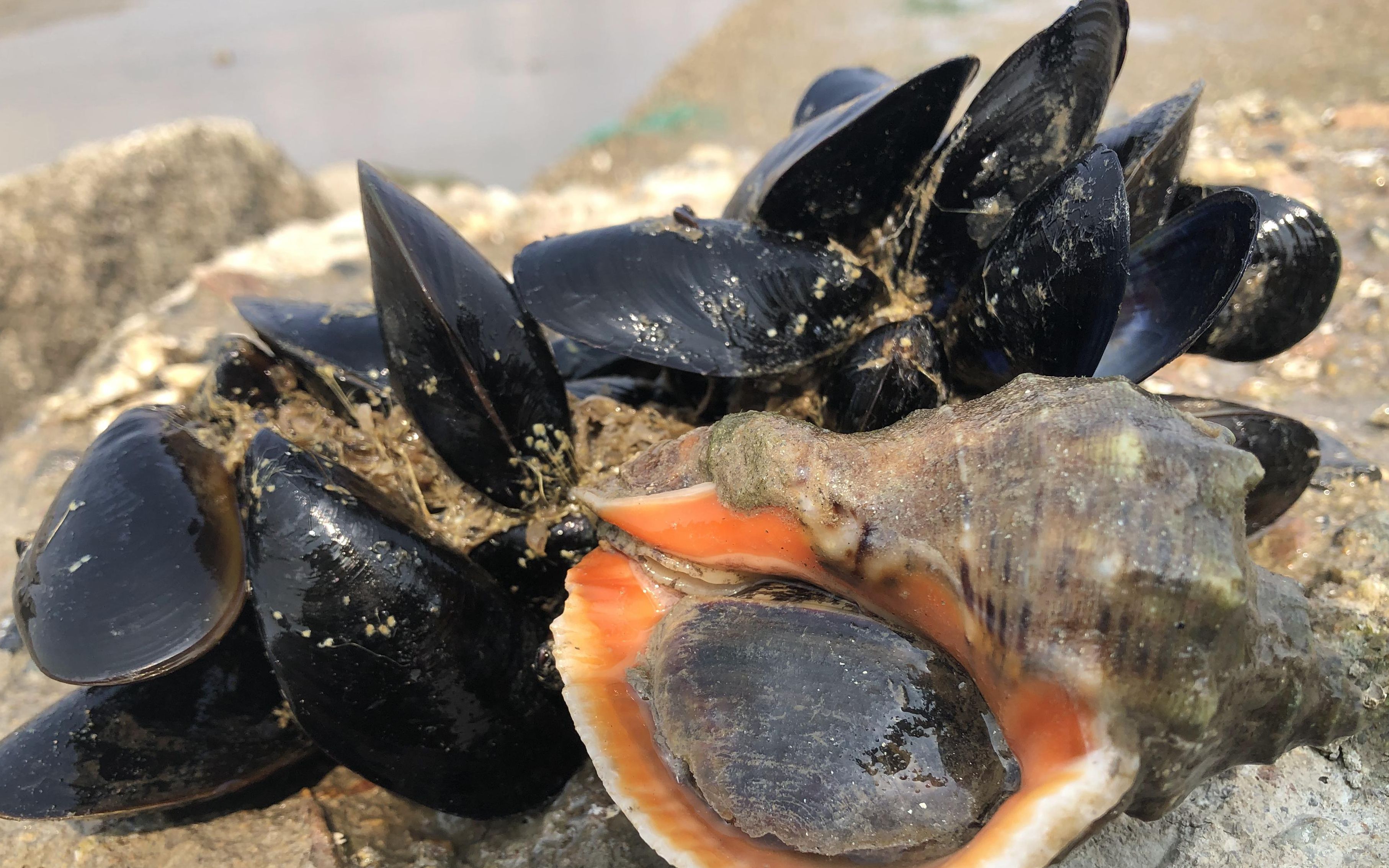 老人说4月海螺往上爬,二哥找到"大串海虹海蛎螺"一会就捉半桶_哔哩