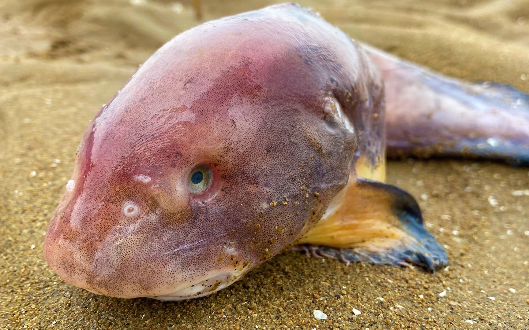 大海退潮后,在沙滩上捡到一条娃娃脸的鱼,还挺凶