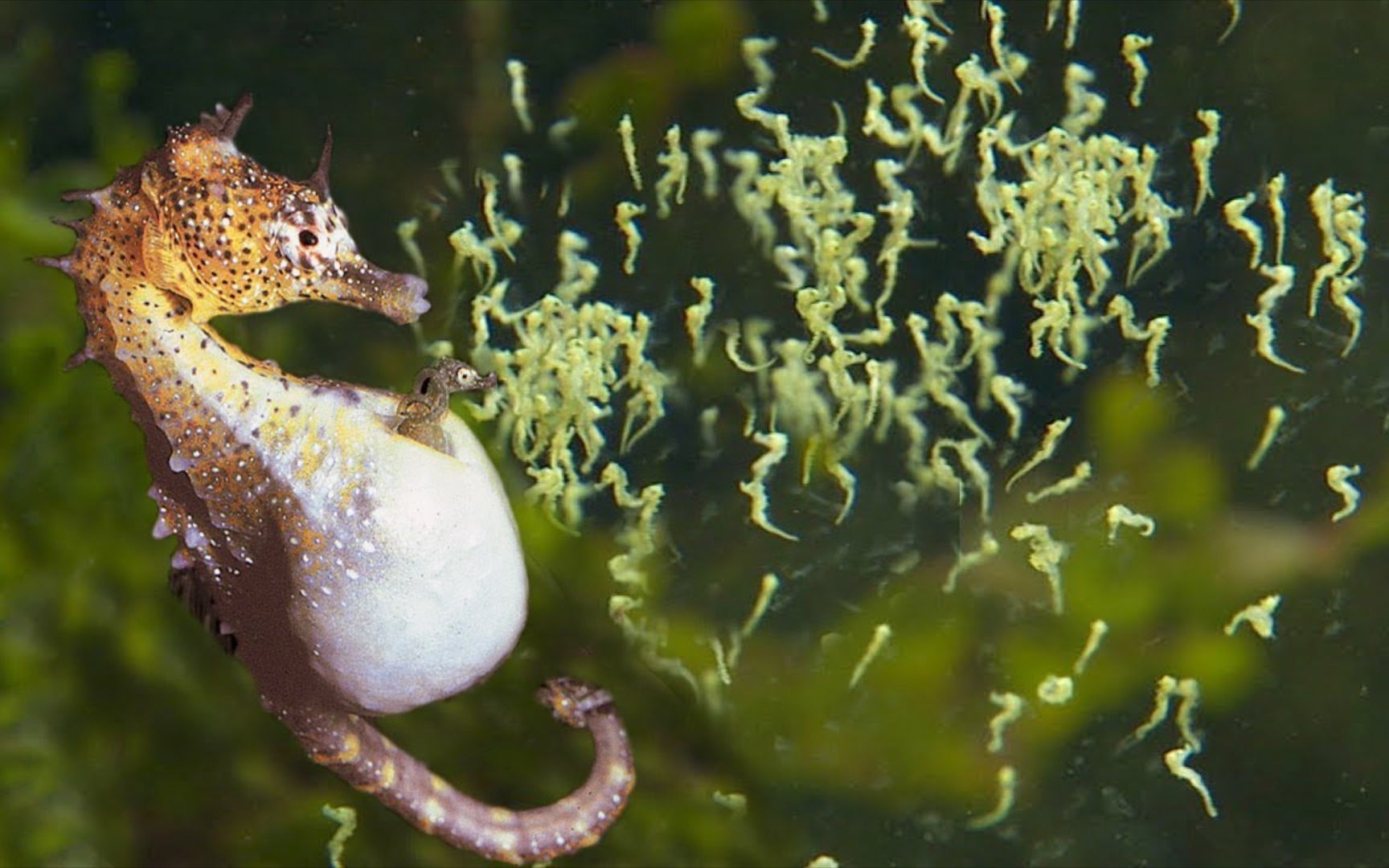雄海马也能怀孕生子?挺着大肚子疯狂抽搐,小海马就被"射出"!